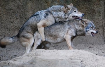 Korean wolves mating at the Tama Zoo.jpg